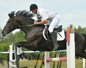 Típusai lovassport listáját és leírását a lovam (faj) Típusai lovassport listáját és leírását lovam
