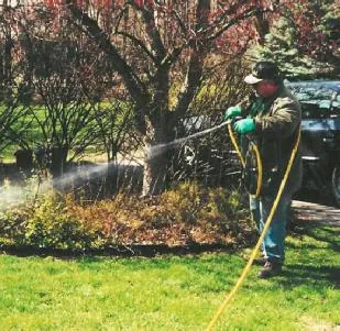 Tavaszi permetezés gyümölcsfák és bokrok (tavaszi permetezés gyümölcsfák és bokrok permetezés fák és cserjék tavaszi tavaszi permetezés bogyós gyümölcsfák) Tavaszi permetezés gyümölcsfák és bokrok