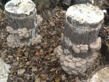 Laskagomba termesztés otthon - technológiai titkok (feltételek) Oyster termesztése a hazai - a titkait technológia