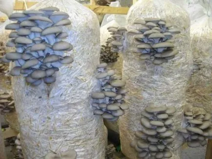 Laskagomba termesztés otthon - technológiai titkok (növekvő) Oyster termesztése a hazai - a titkait technológia