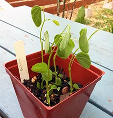 Növekvő magról Bauhinia