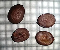 Növekvő magról Bauhinia