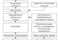 Basement osztriga termesztés technológia és szolgáltatások (osztriga) Növekvő laskagomba a pincében a technológia és szolgáltatások