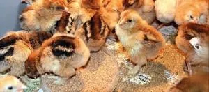 Növekvő broiler titkait egy nyereséges vállalkozás (brojlercsirke) Növekvő broiler titkait jövedelmező üzlet