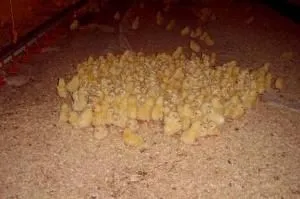 Növekvő broiler titkait egy nyereséges vállalkozás (a különböző életszakaszokban) Növekvő broiler titkait jövedelmező üzlet