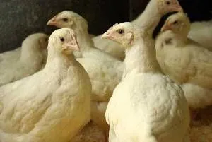 Növekvő broiler titkait egy nyereséges vállalkozás (csirke) Növekvő broiler titkait jövedelmező üzlet