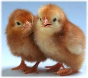 Növekvő broiler titkait egy nyereséges vállalkozás (brojlercsirke) Növekvő broiler titkait jövedelmező üzlet