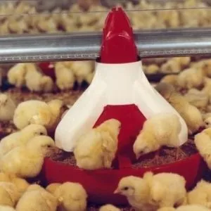 Növekvő broiler titkait egy nyereséges vállalkozás (a különböző életszakaszokban) Növekvő broiler titkait jövedelmező üzlet
