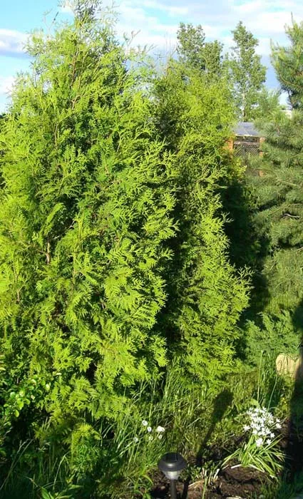 Szárított és megsárgult Thuja