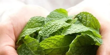 Növekvő menta az otthon - ez csak
