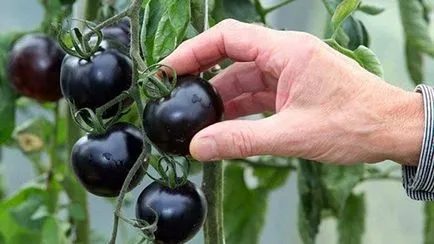 Cherry paradicsom növekszik az országban, videó