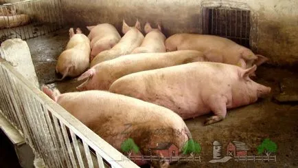 Felnövő, tartása és tenyésztése sertések és malacok otthon tippek és videók