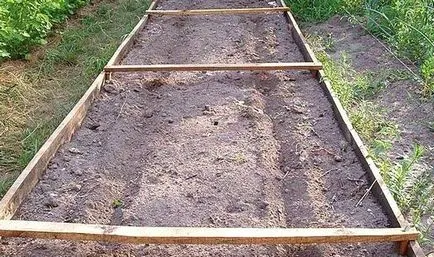 Növekvő uborka a nyílt terepen 1 (növekvő) Növekvő uborka a nyílt terepen 1