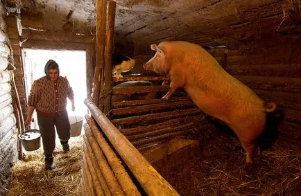 Felnövő, tartása és tenyésztése sertések és malacok otthon tippek és videók