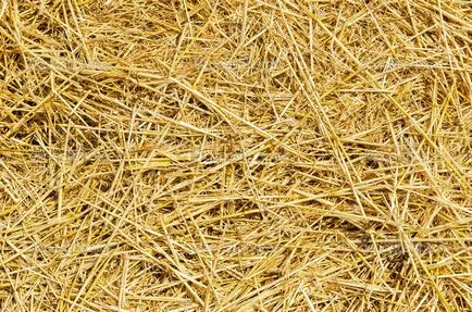 Burgonya termesztésére alatt szalma vagy széna ültetési technológia és egyéb funkciók