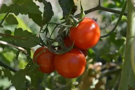 Cherry paradicsom növekszik az országban, videó