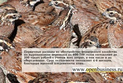 Növekvő fürj - jövedelmező üzlet