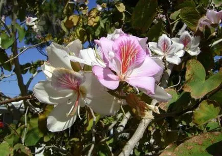 Növekvő orchidea fa otthon, a világ az állatok és növények