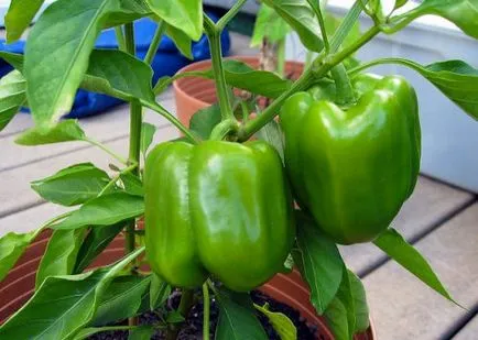 Paprika termesztés karbantartás, ültetés