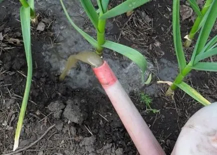 A termesztés fokhagyma tavasszal szabadban, kertész