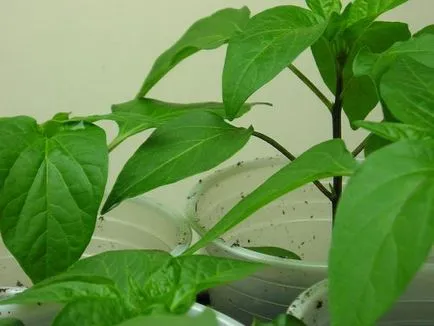 Paprika termesztés karbantartás, ültetés
