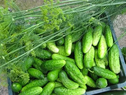 Növekvő uborka télen a talaj-előkészítés, a technológia, fajták, telepítése és karbantartása (tél) Növekvő uborka télen a talaj-előkészítés, a technológia, fajták, ültetés és gondozás