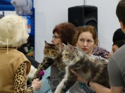Cat moszkvai koncertet 2017. ütemezése és időpontjai (pontos dátum) Cat moszkvai koncertet 2017. ütemezése és időpontjai