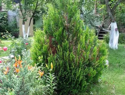 Szárított és megsárgult Thuja