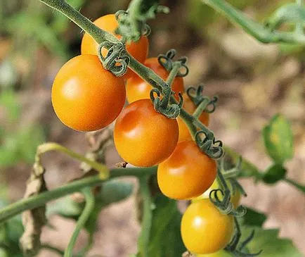 Cherry paradicsom növekszik az országban, videó