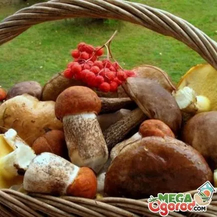 Gomba termesztés az ország osztriga, gomba, vargányával (gombák) Gomba termesztés az ország osztriga, gomba, vargányával