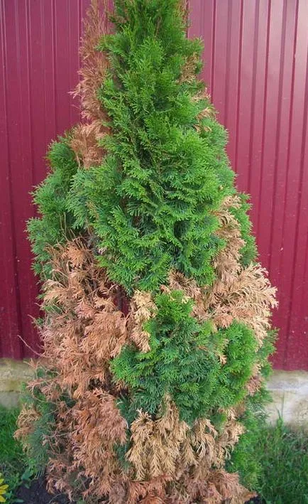 Szárított és megsárgult Thuja