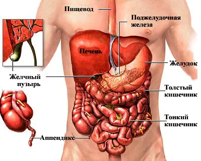 A belső szervek - ez fáj diagnózis és tünetek