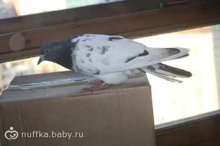 A doboz repült gyors jele - a
