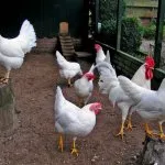A legérdekesebb a csirkék-tojótyúkok és áttekintést jellemzői, fotók és videó (fotó) A legérdekesebb a csirkék-tojótyúkok és áttekintést jellemzői, fotók és videó