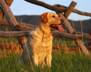 Mindent a Labrador