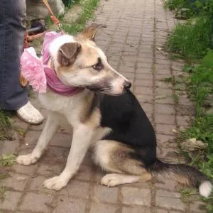 Vedd a kiskutya vagy sobaku- tinédzser menedéket jó kezekben
