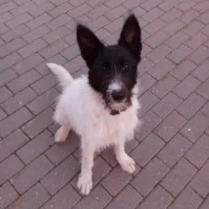 Vedd a kiskutya vagy sobaku- tinédzser menedéket jó kezekben