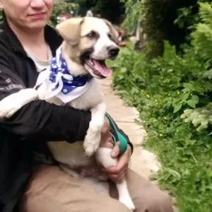 Vedd a kiskutya vagy sobaku- tinédzser menedéket jó kezekben