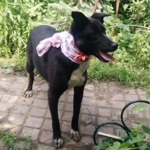 Vedd a kiskutya vagy sobaku- tinédzser menedéket jó kezekben