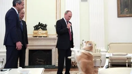 Mindent a kutyák, ahol Putyin Labrador Connie, ha Buffy JME barátok, sorsa uszkár Tosi, hírek