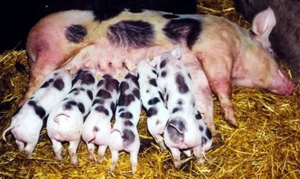 Minden a hazai tenyészsertést tartalmat, a gondozás és hízók