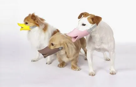 Minden szájkosarat kutyák, hogyan kell kiválasztani, hogyan tedd magad, hogyan kell tanítani és képek (képek) Minden szájkosarat kutyák, hogyan kell kiválasztani, hogyan tedd magad, hogyan kell tanítani és képek