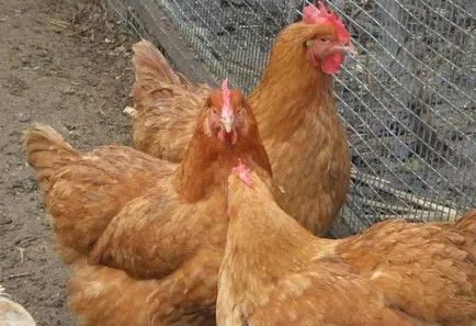 A legérdekesebb a csirkék-tojótyúkok és áttekintést jellemzői, fotók és videó (Photo Csirkék Breed) A legérdekesebb a csirkék-tojótyúkok és áttekintést jellemzői, fotók és videó