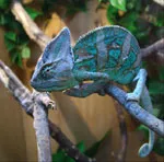Chameleon karbantartás és gondozás