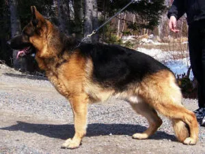 Rakjuk egy német juhász fotó és videó (Shepherd) Rakjuk egy német juhász képek és videó