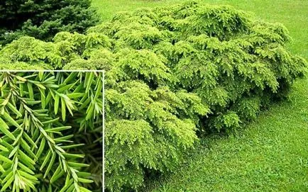 Tűlevelű bürök fotó és leírás, a fajok és fajták bürök növények
