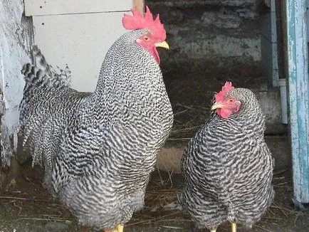 Jellemzői a fajta csirkék amroks a képeket és az értékeléseket képviselőinek tenyésztők
