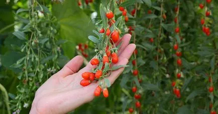 Goji - ellátás és termesztése az ország (goji ellátás termesztés) Goji - ellátás és termesztése az ország