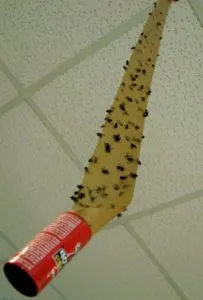 Bred fekete szúnyogok színben (szoba) -, hogyan lehet megszabadulni a mint a spray, mit kell tenni