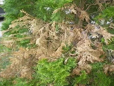 Thuja szárad, hogyan kell menteni
